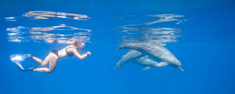 Exclusive Elite Dolphin House by Boat