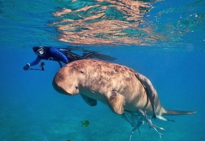 Swim with Manatee