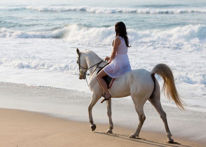 Afternoon Horseback Riding Safari