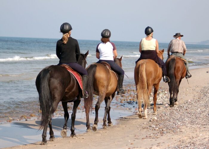 Afternoon Horseback Riding Safari