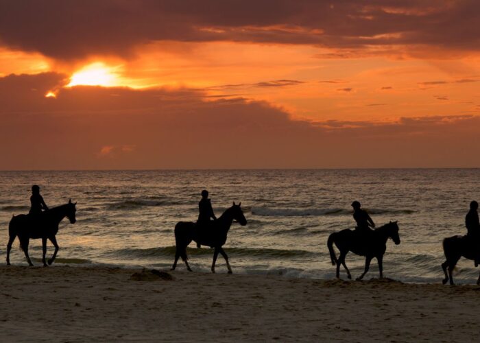 Afternoon Horseback Riding Safari