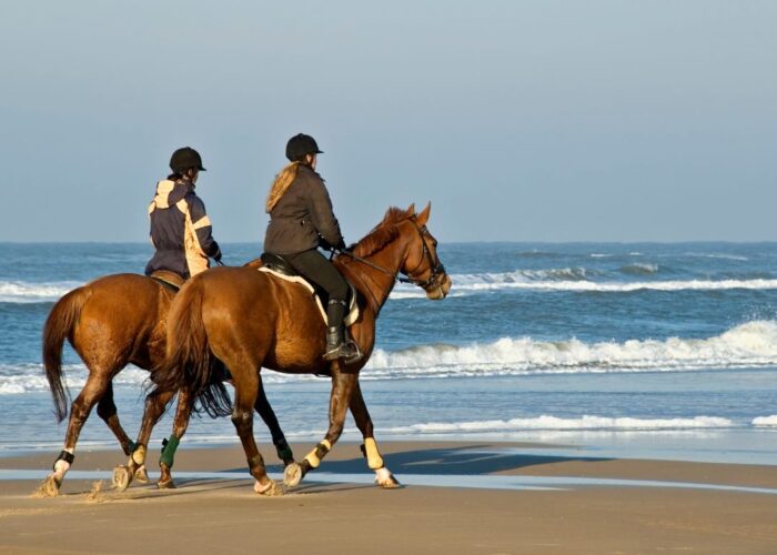 Afternoon Horseback Riding Safari