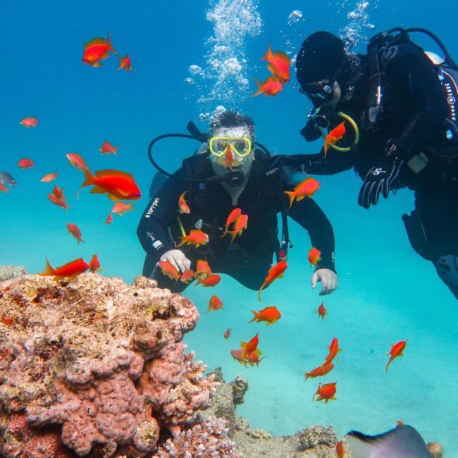 Hurghada Diving Day Adventure with Lunch | Dive Training Course Hurghada