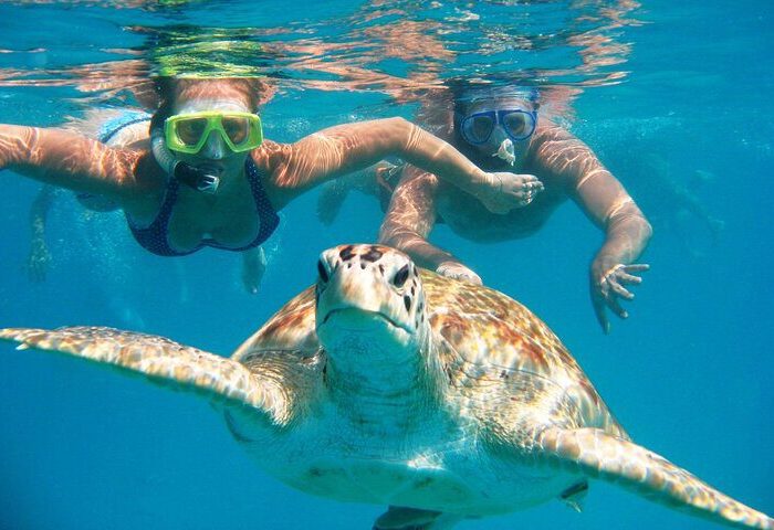 Swim with Turtle