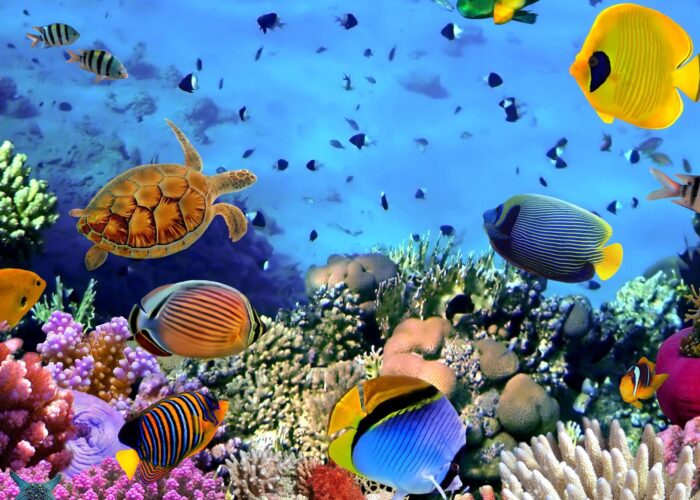 Sharm El Naga Snorkeling Day Trip | Semi Submarine Glass Boat | Snorkeling Trip to Mahmya Island by Boat