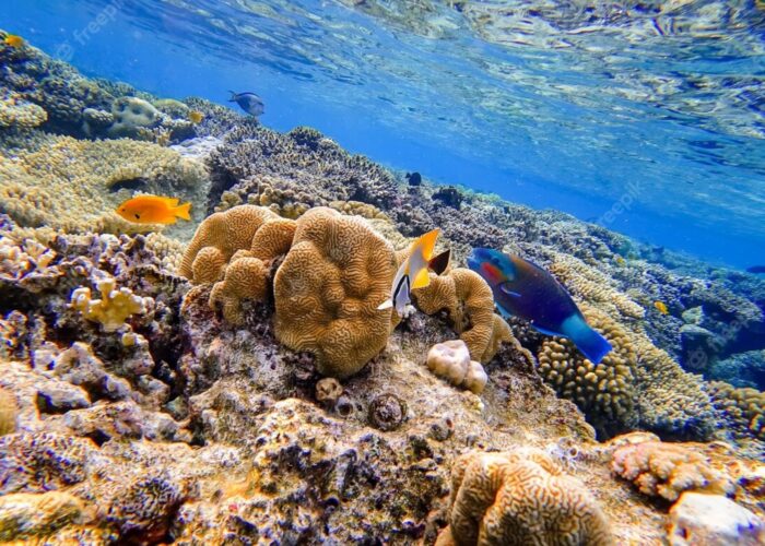 colorful-tropical-fish-swim-near-coral-reefs-red-sea_320071-1659