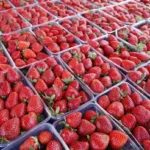 Saudi Arabia’s decision to halt Egyptian strawberry imports is regulatory, not ban: Ministry of Agriculture – Dailynewsegypt