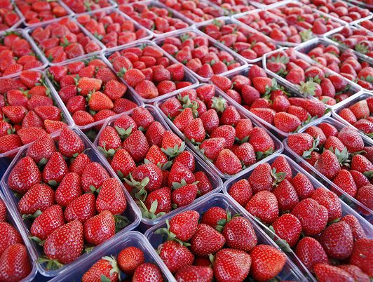 Saudi Arabia’s decision to halt Egyptian strawberry imports is regulatory, not ban: Ministry of Agriculture – Dailynewsegypt