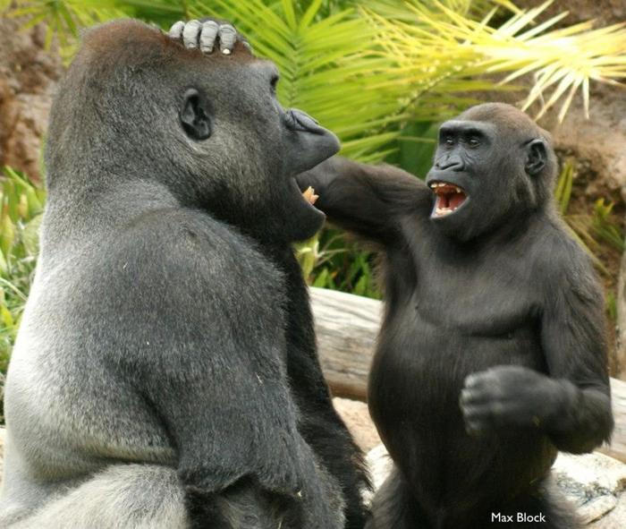 Like humans, apes also have a sense of humour – Dailynewsegypt