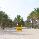 Date palms thrive on salty water: New study reveals varietal benefits – Dailynewsegypt