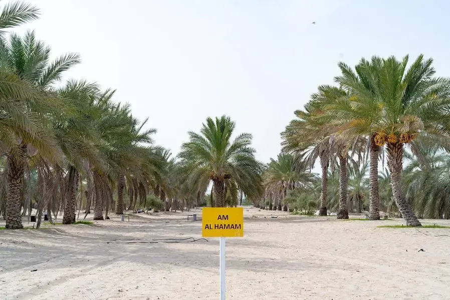 Date palms thrive on salty water: New study reveals varietal benefits – Dailynewsegypt