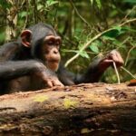 Chimps learn and improve tool-using skills even as adults – Dailynewsegypt